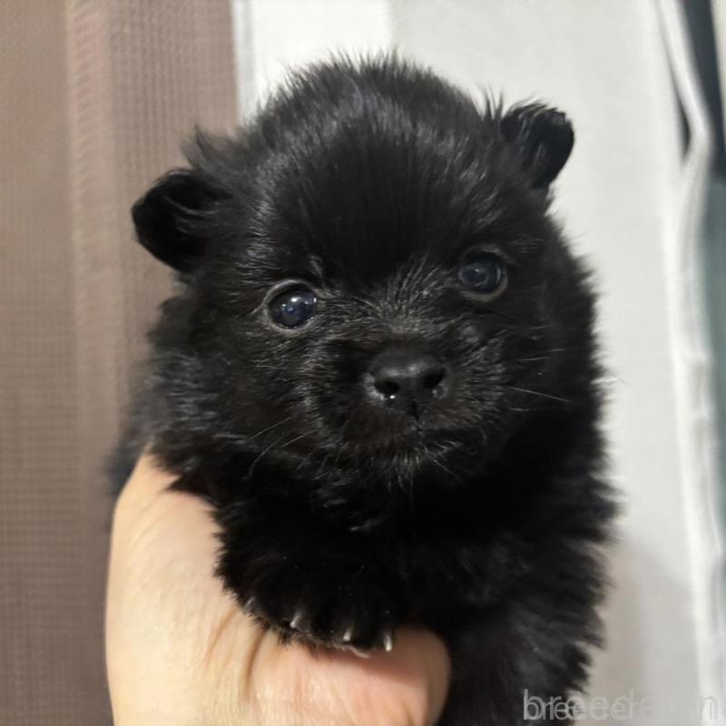 販売中の広島県のポメラニアン-448603の3枚目