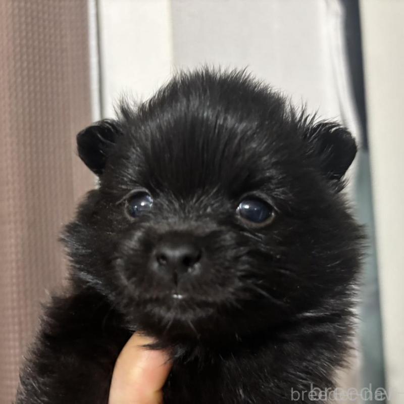 販売中の広島県のポメラニアン-448603の2枚目