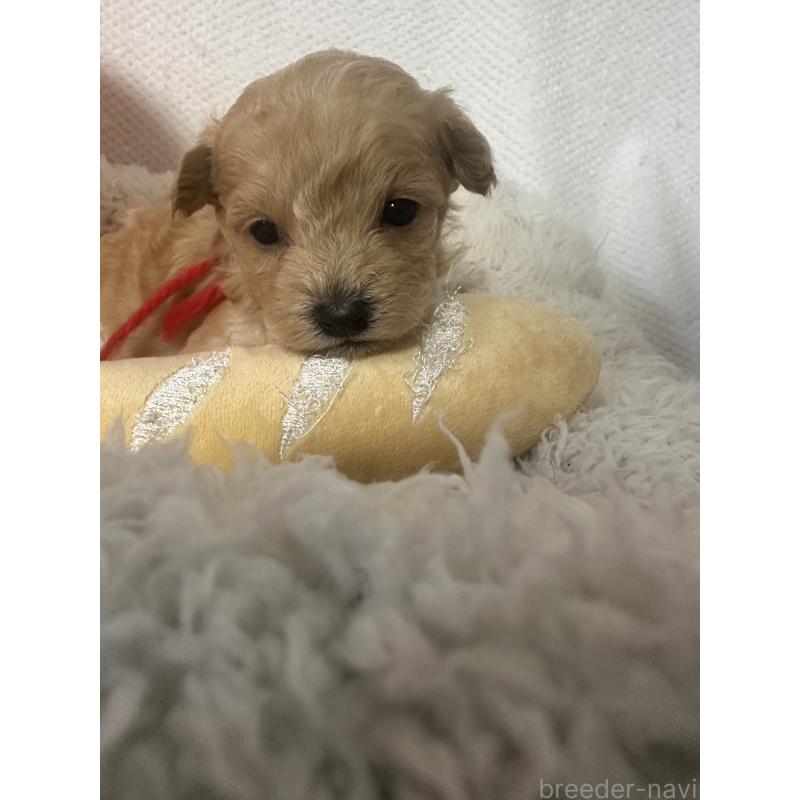 販売中の福岡県のマルプー:マルチーズ×トイプードル-448605の4枚目