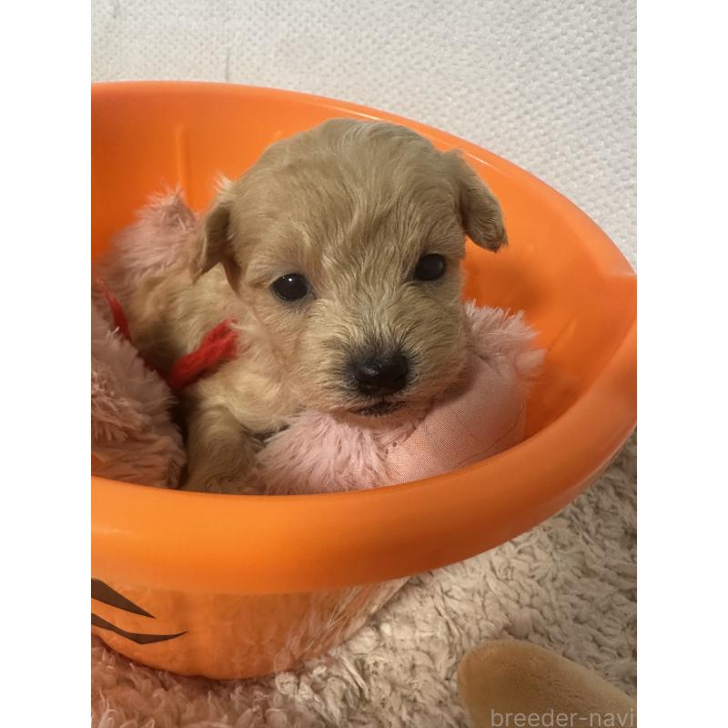 販売中の福岡県のマルプー:マルチーズ×トイプードル-448605の3枚目