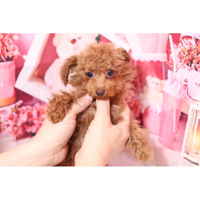 販売中の大阪府のティーカッププードル-448607の4枚目