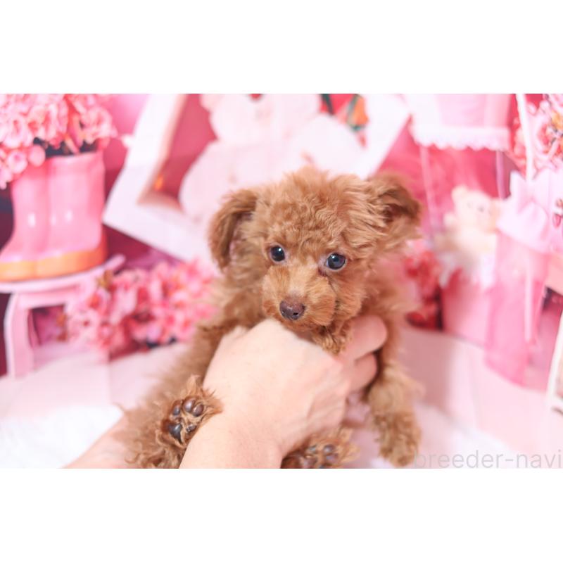 販売中の大阪府のティーカッププードル-448607の2枚目