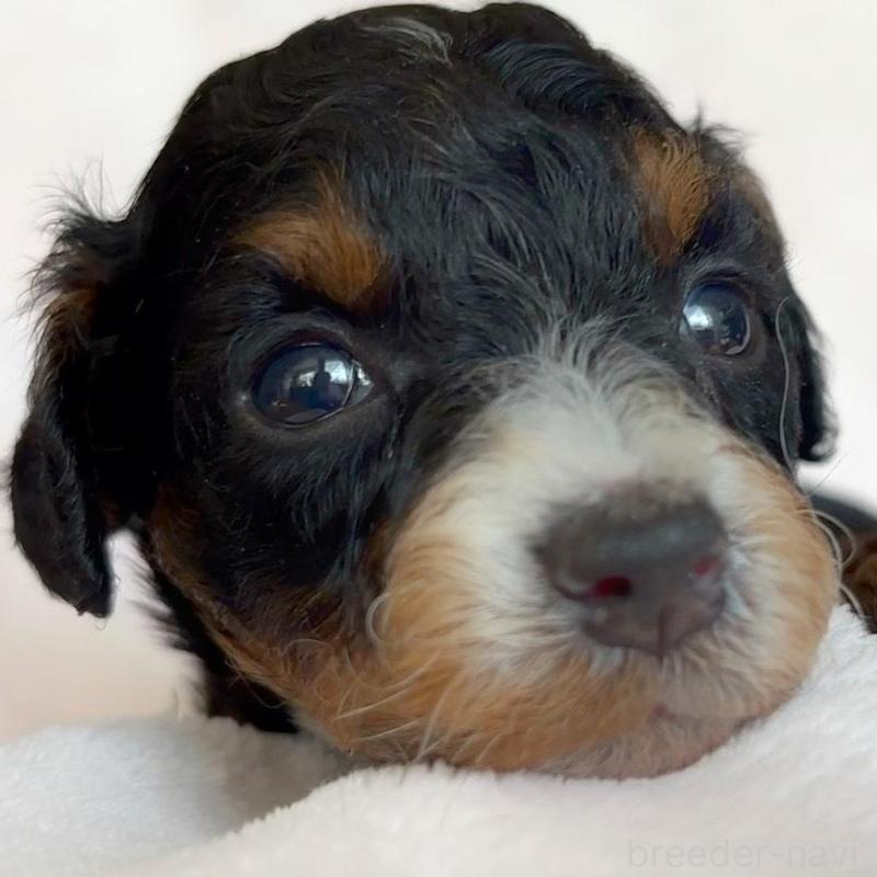 販売中の広島県のチワプー:チワワ×トイプードル-448606