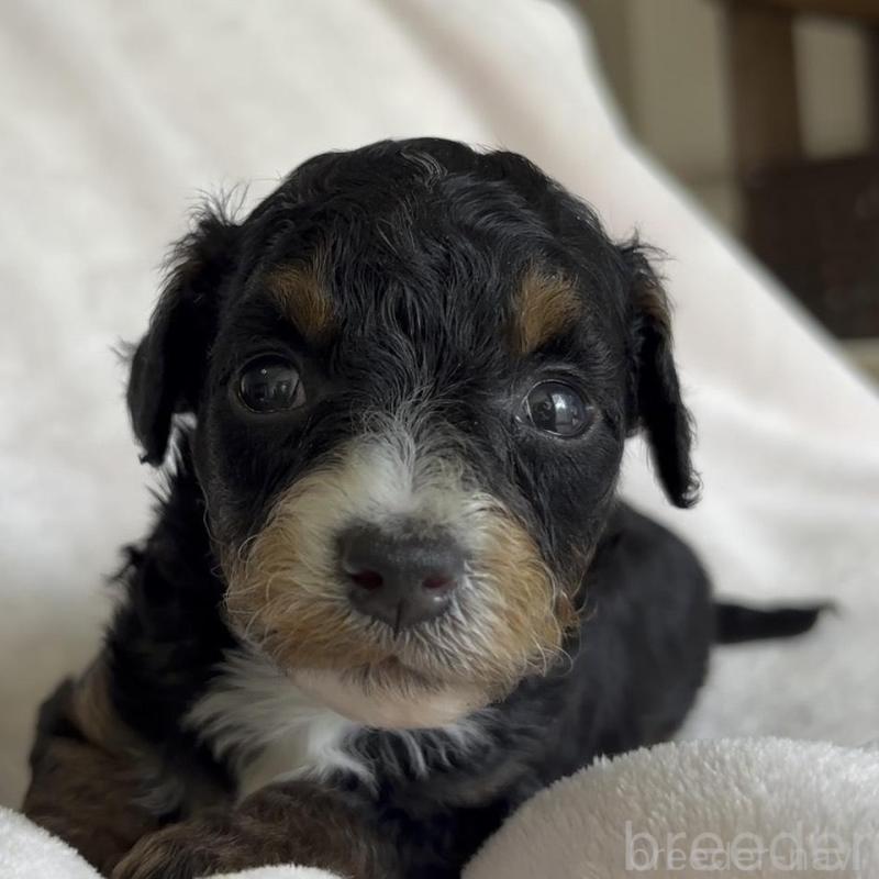 販売中の広島県のチワプー:チワワ×トイプードル-448606の4枚目