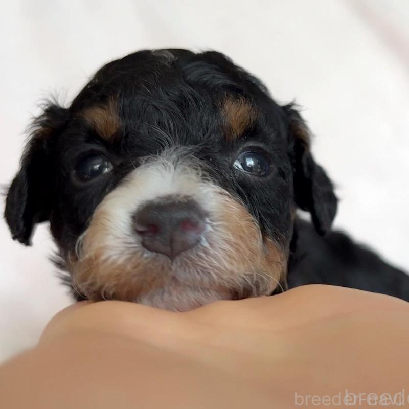 販売中の広島県のチワプー:チワワ×トイプードル-448606の3枚目