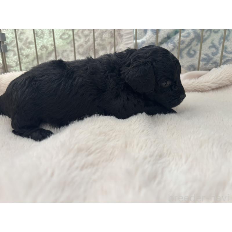 販売中の広島県のチワプー:チワワ×トイプードル-448608の12枚目