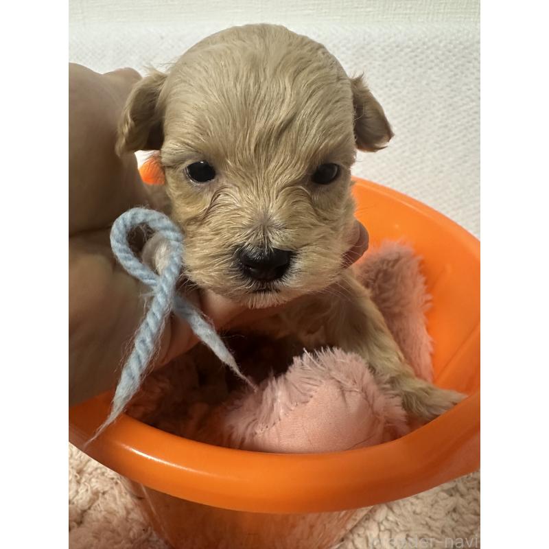 販売中の福岡県のマルプー:マルチーズ×トイプードル-448610の3枚目