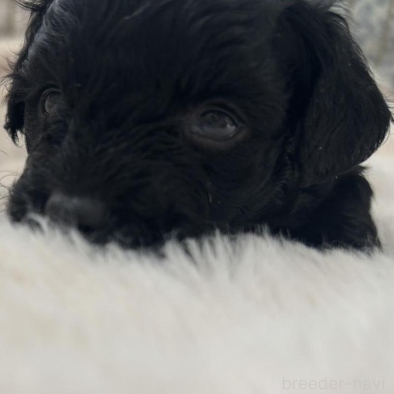 販売中の広島県のチワプー:チワワ×トイプードル-448608の11枚目