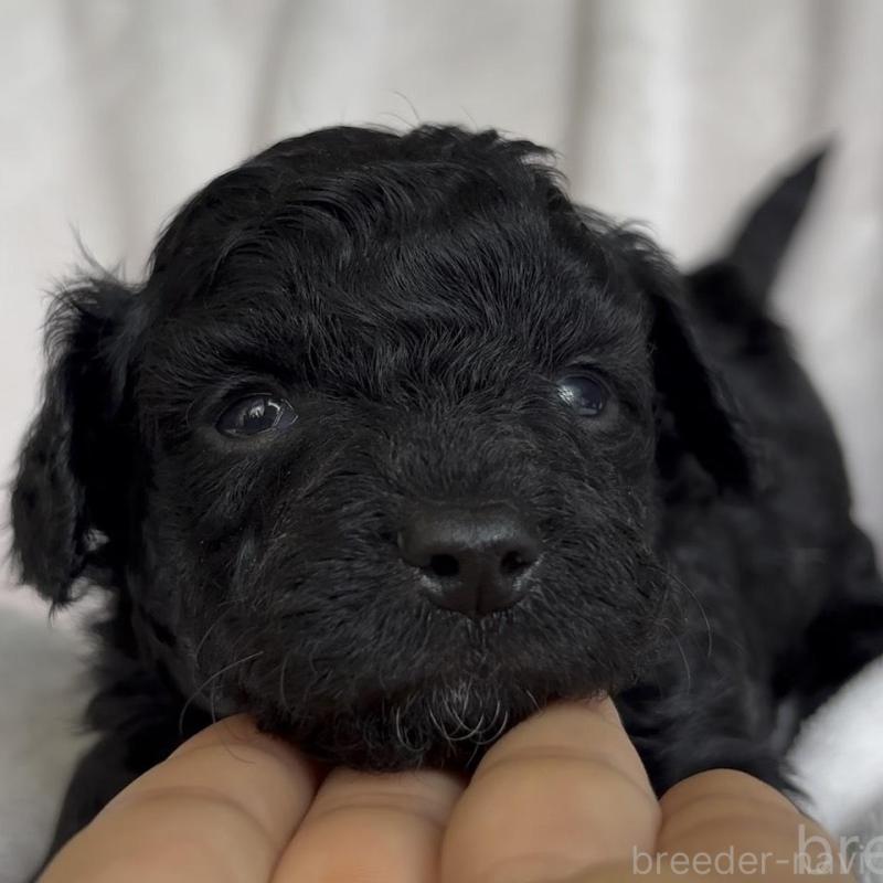 販売中の広島県のチワプー:チワワ×トイプードル-448608の1枚目