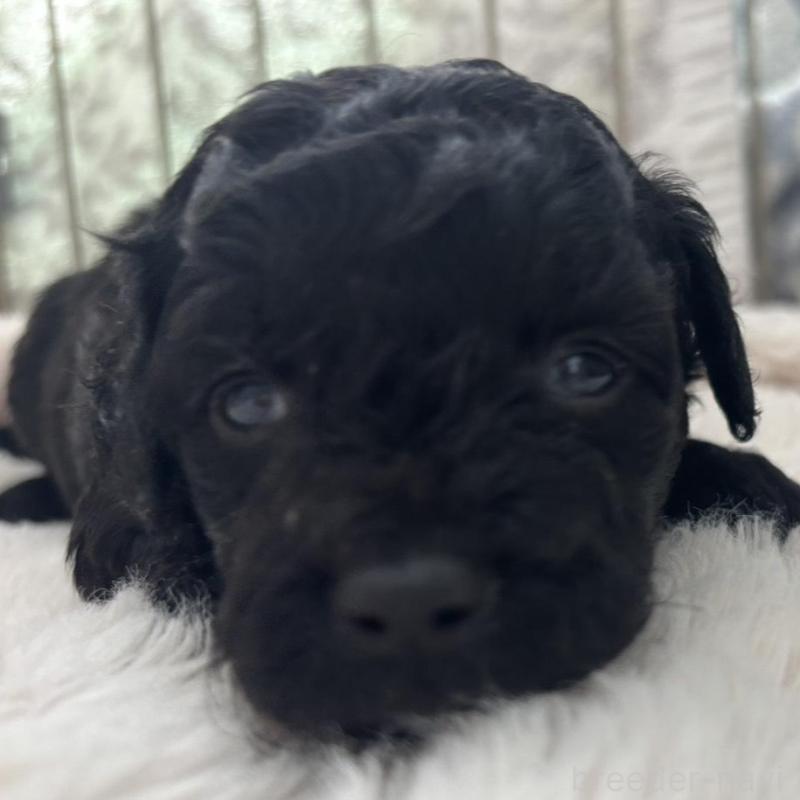 販売中の広島県のチワプー:チワワ×トイプードル-448608の8枚目