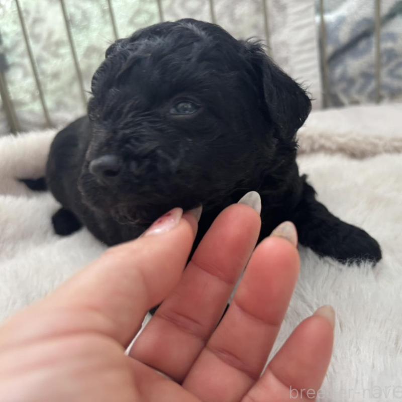 販売中の広島県のチワプー:チワワ×トイプードル-448608の7枚目