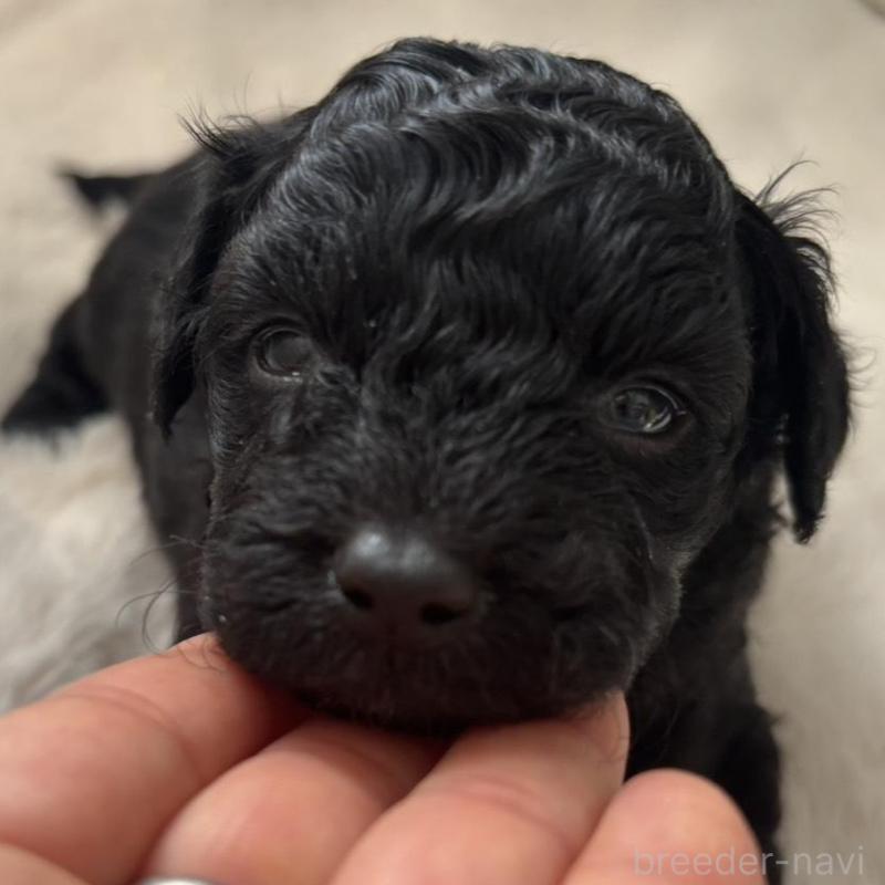 販売中の広島県のチワプー:チワワ×トイプードル-448608の6枚目