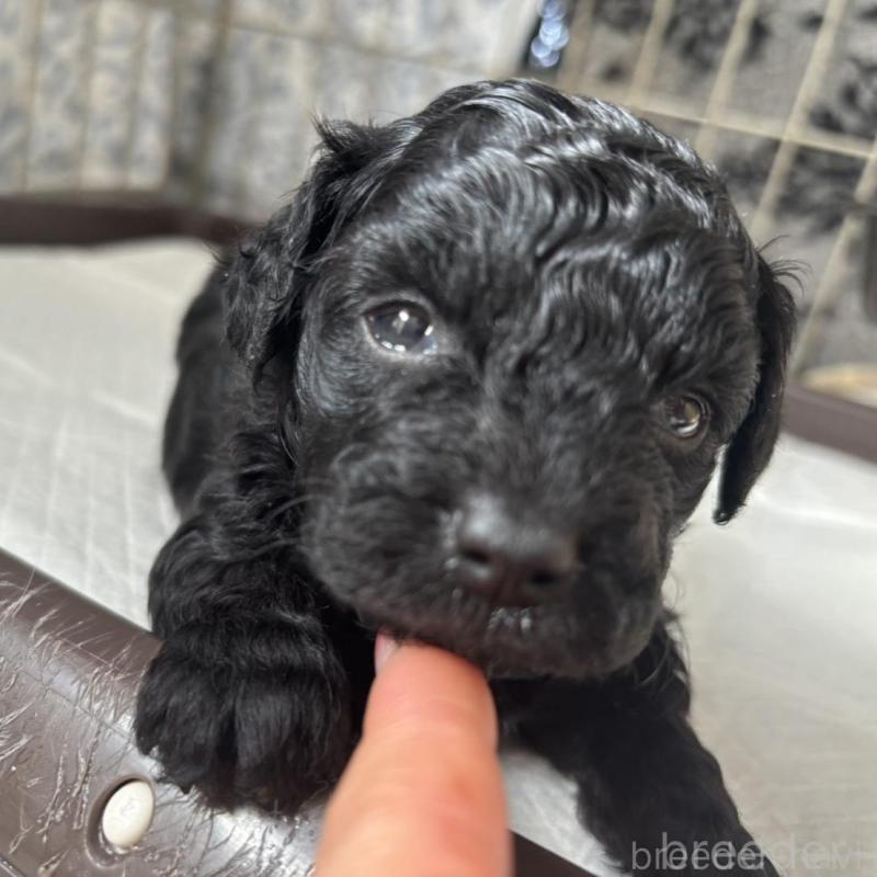 販売中の広島県のチワプー:チワワ×トイプードル-448608の5枚目