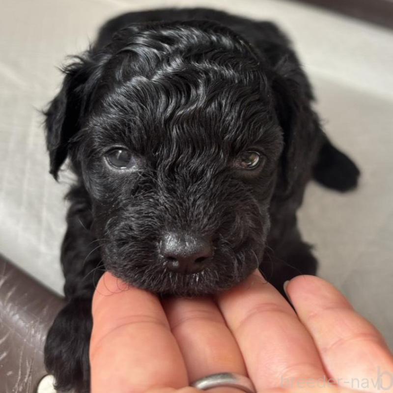 販売中の広島県のチワプー:チワワ×トイプードル-448608の4枚目