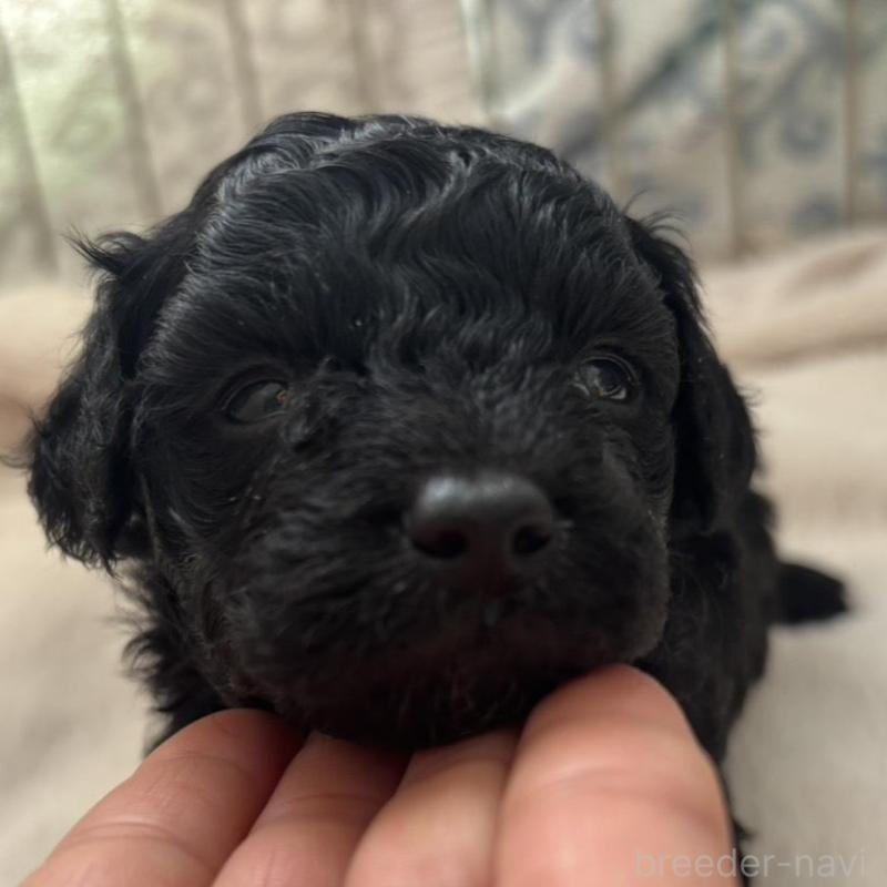 販売中の広島県のチワプー:チワワ×トイプードル-448608の3枚目