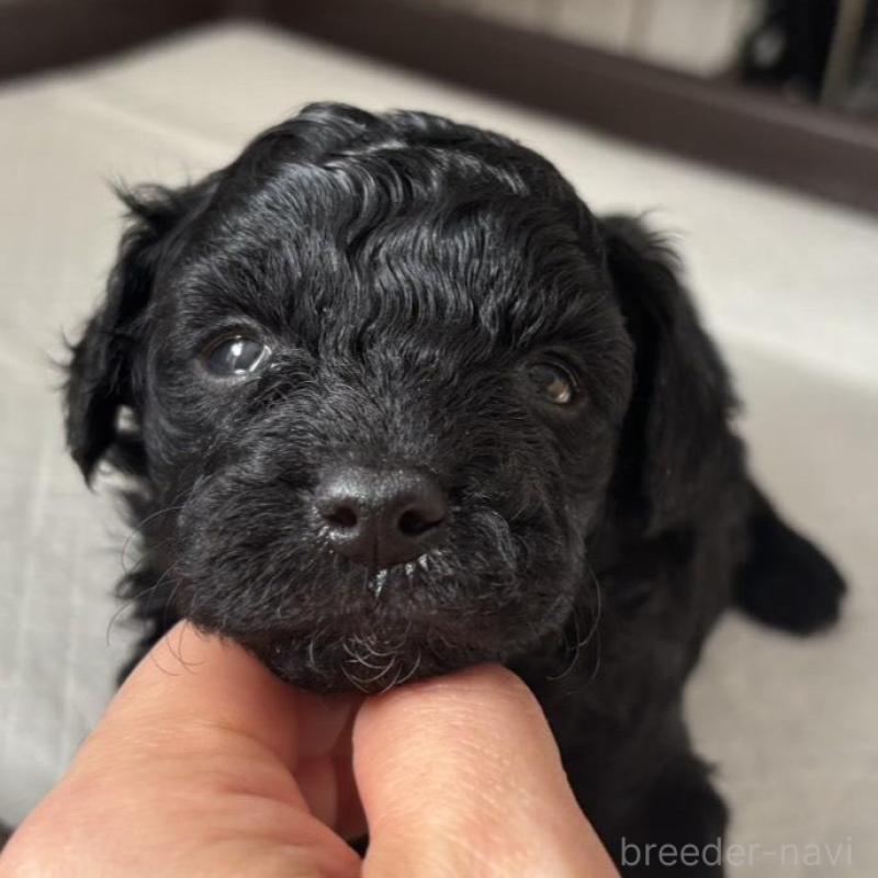 販売中の広島県のチワプー:チワワ×トイプードル-448608の2枚目