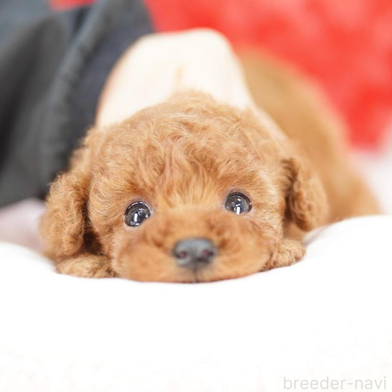 販売中の埼玉県のタイニープードル-448609の4枚目