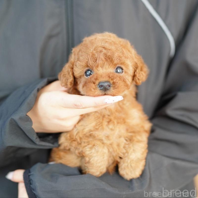 販売中の埼玉県のタイニープードル-448609の3枚目