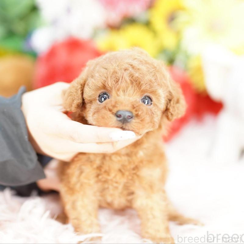 販売中の埼玉県のタイニープードル-448609の2枚目