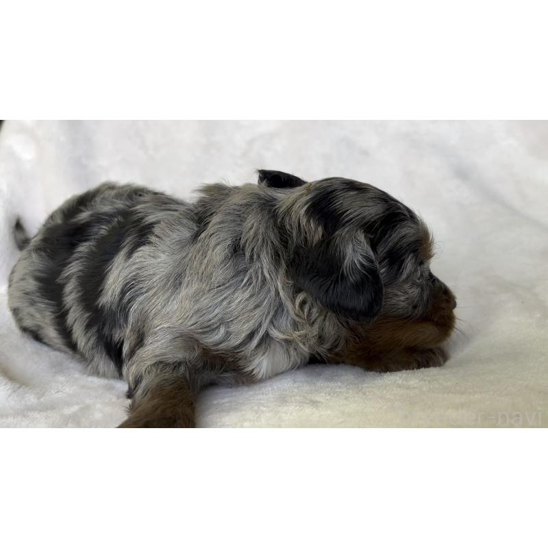 販売中の広島県のチワプー:チワワ×トイプードル-448611の8枚目