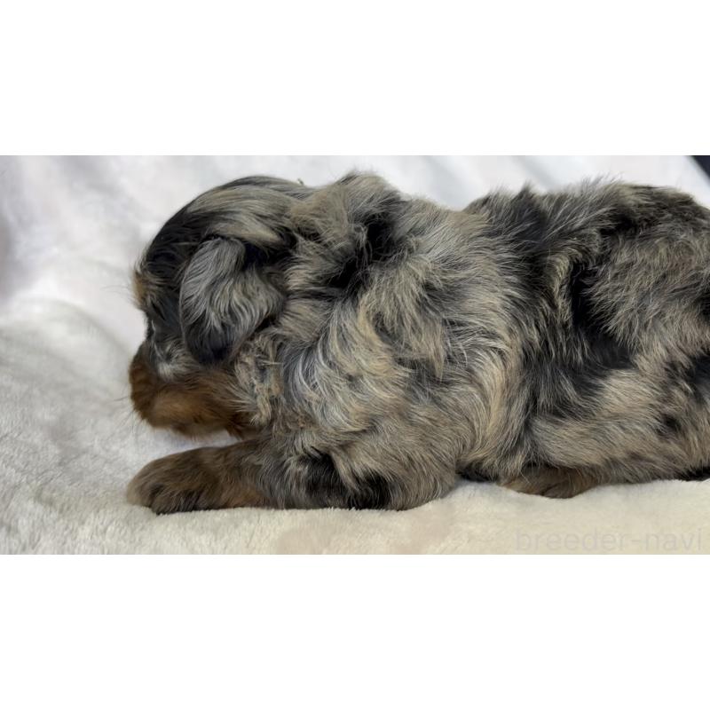 販売中の広島県のチワプー:チワワ×トイプードル-448611の7枚目