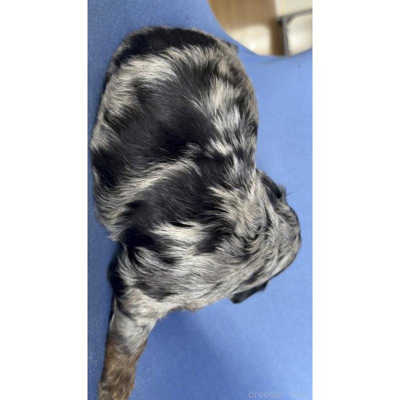 販売中の広島県のチワプー:チワワ×トイプードル-448611の6枚目