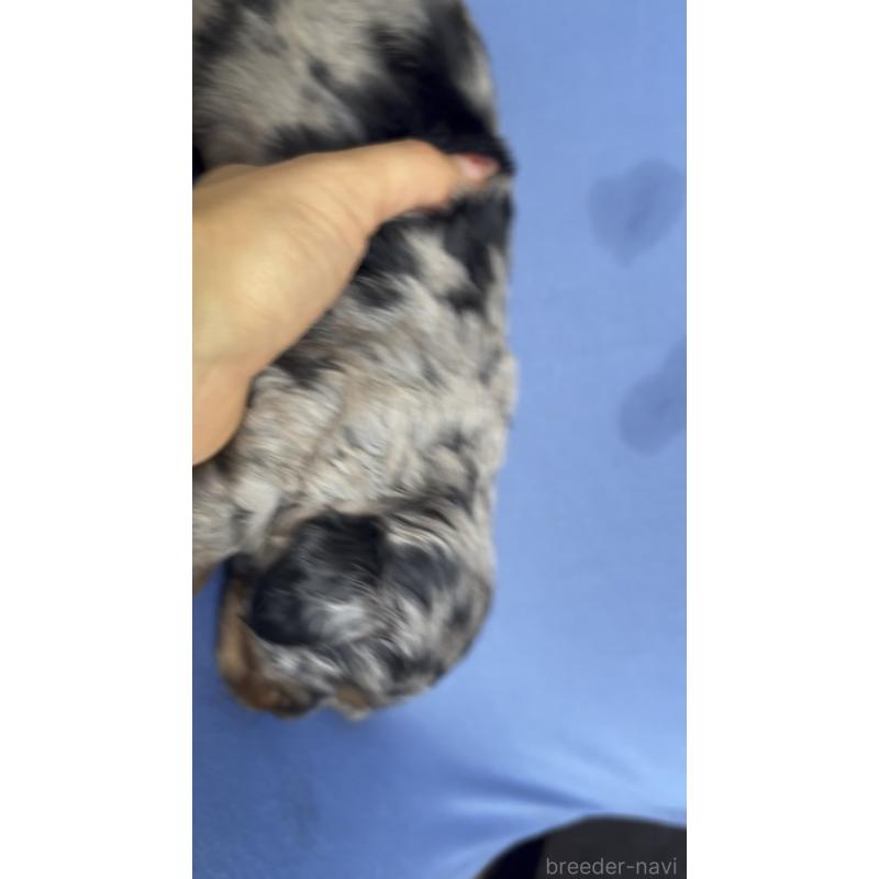 販売中の広島県のチワプー:チワワ×トイプードル-448611の5枚目