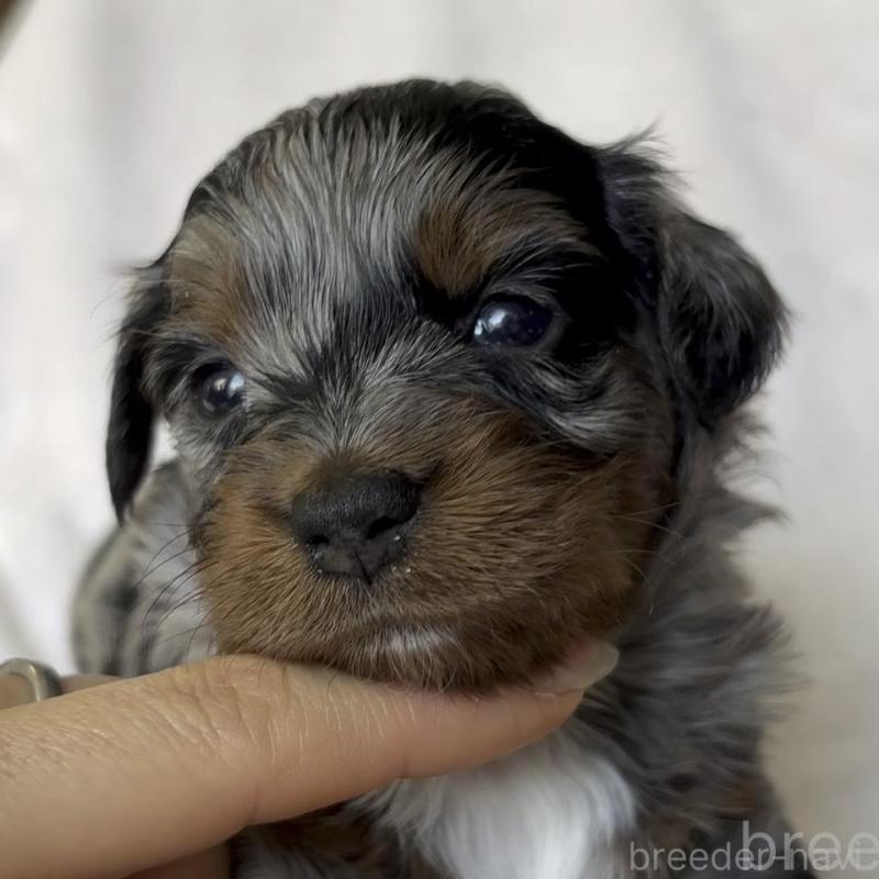 販売中の広島県のチワプー:チワワ×トイプードル-448611の4枚目