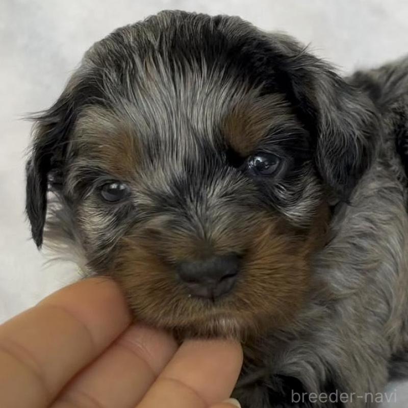 販売中の広島県のチワプー:チワワ×トイプードル-448611の2枚目