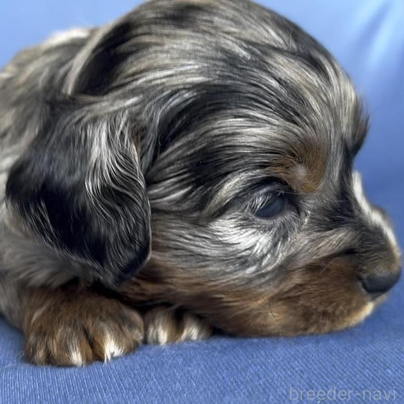 販売中の広島県のチワプー:チワワ×トイプードル-448611