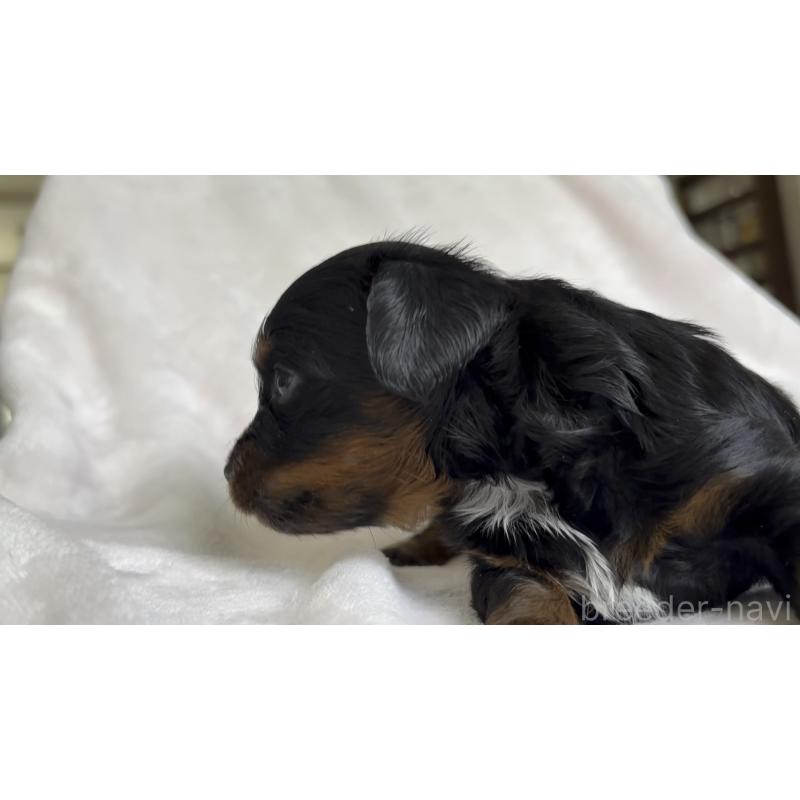 販売中の広島県のチワプー:チワワ×トイプードル-448614の9枚目