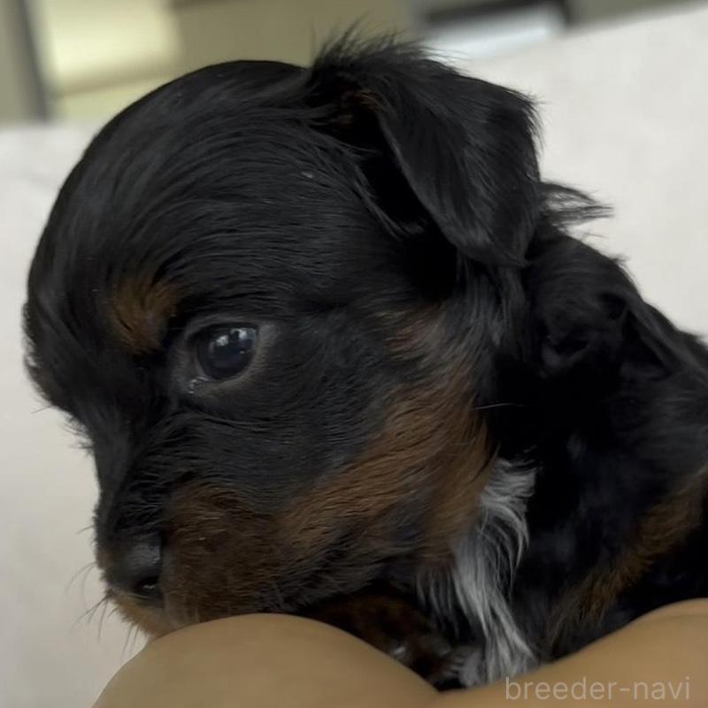 販売中の広島県のチワプー:チワワ×トイプードル-448614の8枚目