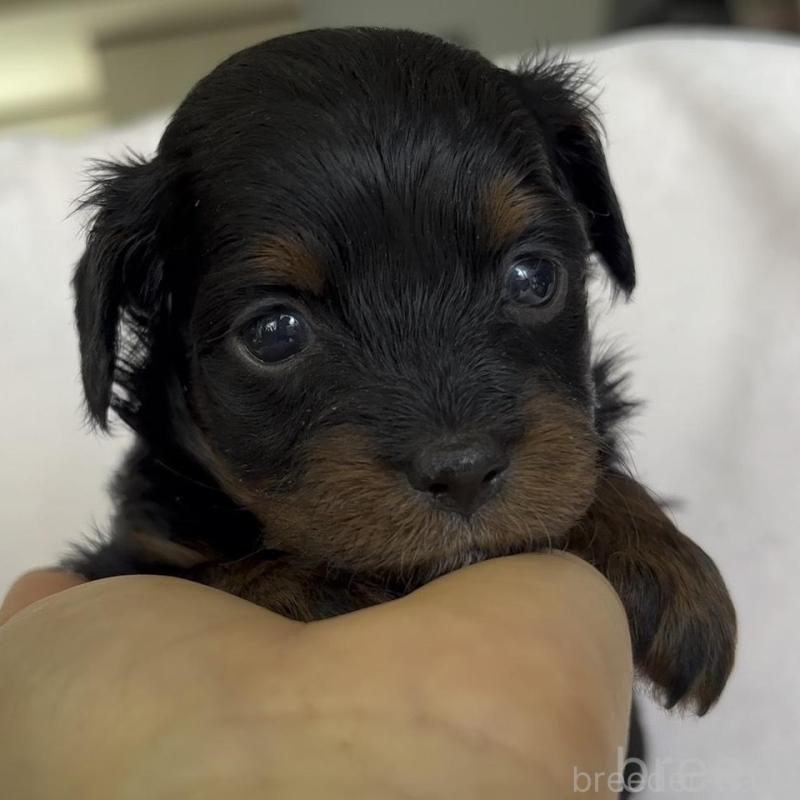 販売中の広島県のチワプー:チワワ×トイプードル-448614