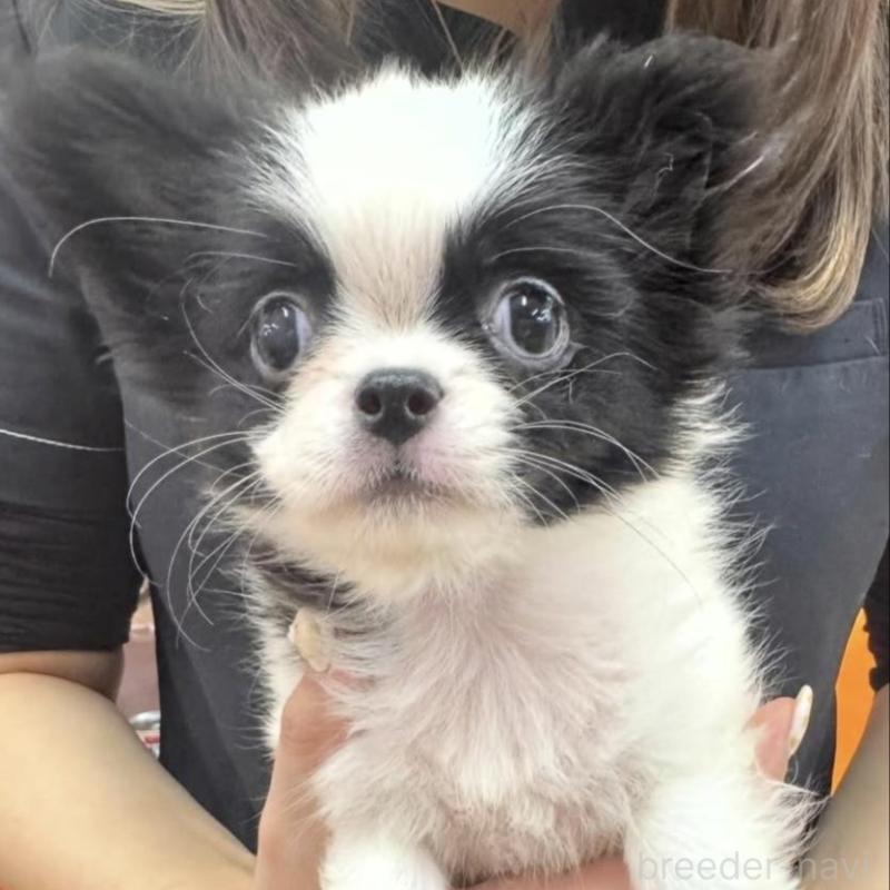 販売中の青森県のミックス犬-448613の1枚目