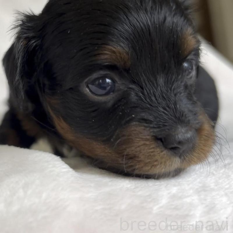 販売中の広島県のチワプー:チワワ×トイプードル-448614の5枚目