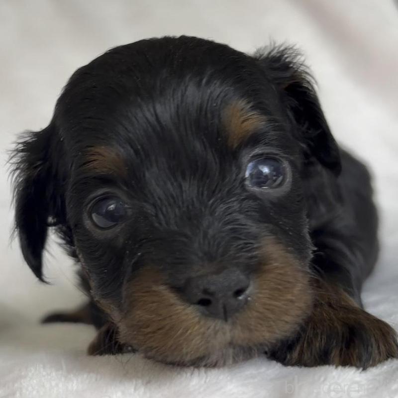 販売中の広島県のチワプー:チワワ×トイプードル-448614の3枚目