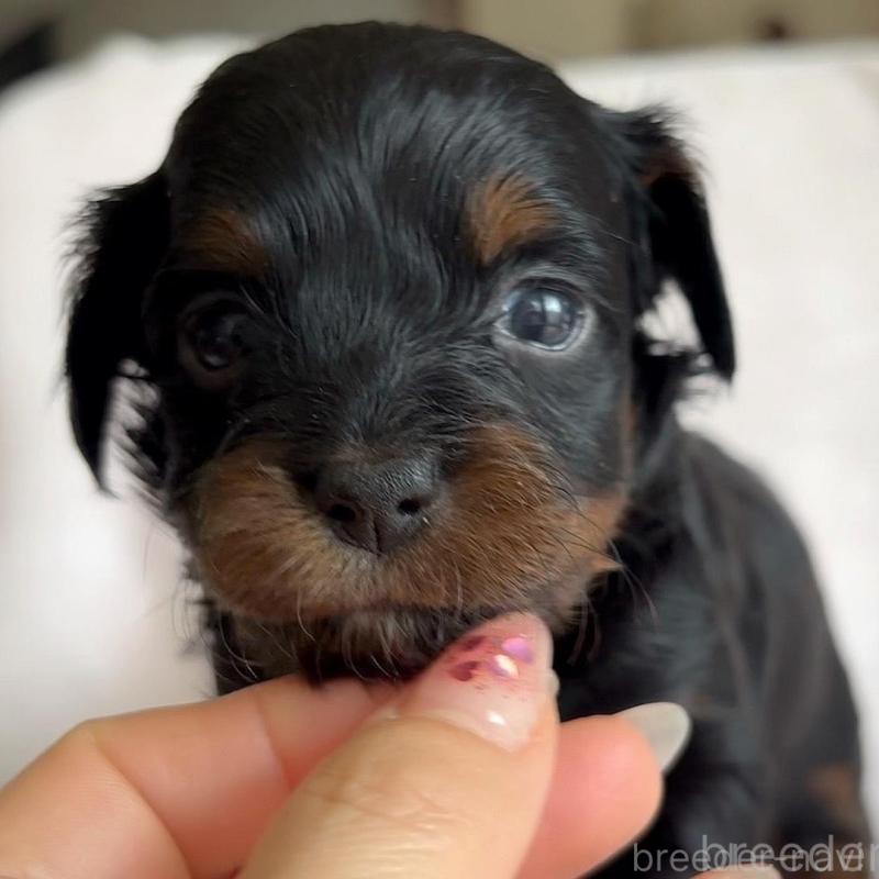 販売中の広島県のチワプー:チワワ×トイプードル-448614の2枚目