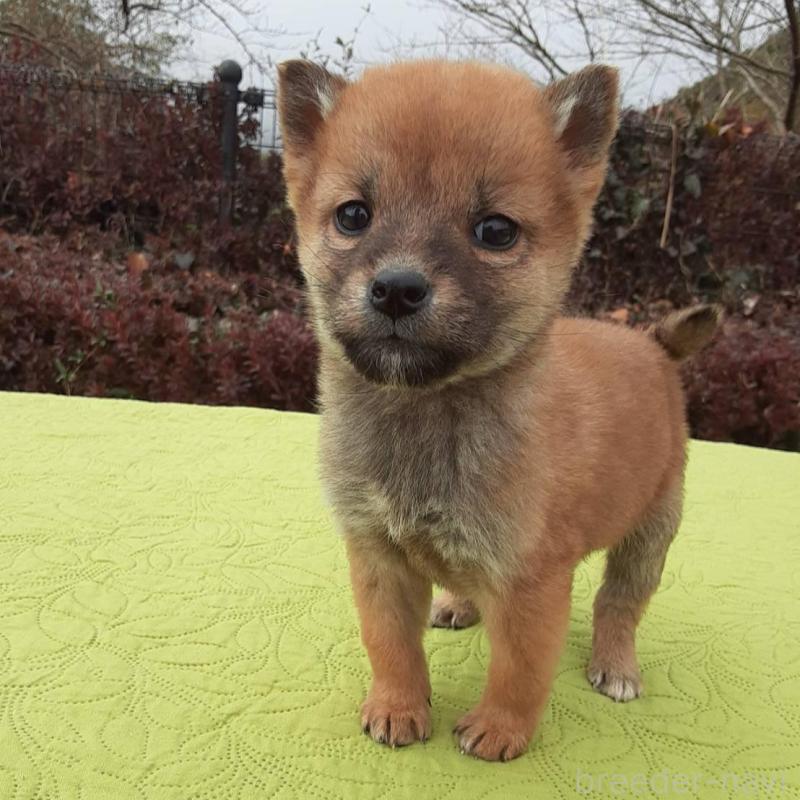 販売中の熊本県の豆柴-448615の3枚目