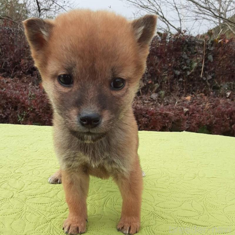 販売中の熊本県の豆柴-448615の2枚目