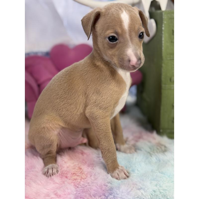 販売中の宮崎県のイタリアングレーハウンド(イタグレ)-448616の6枚目