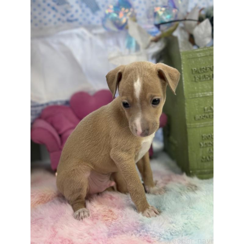 販売中の宮崎県のイタリアングレーハウンド(イタグレ)-448616の4枚目