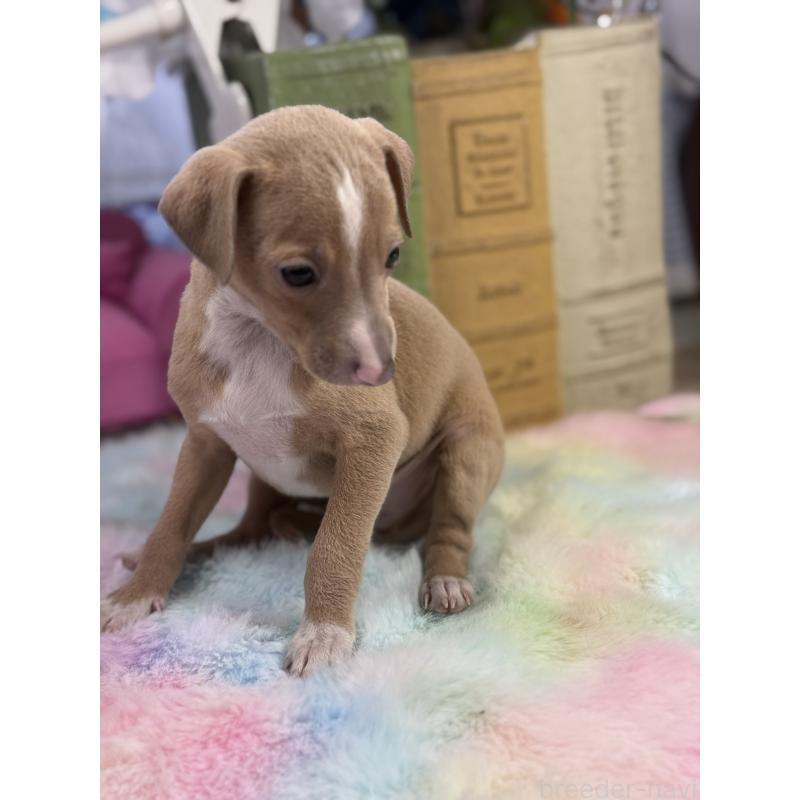 販売中の宮崎県のイタリアングレーハウンド(イタグレ)-448616の3枚目