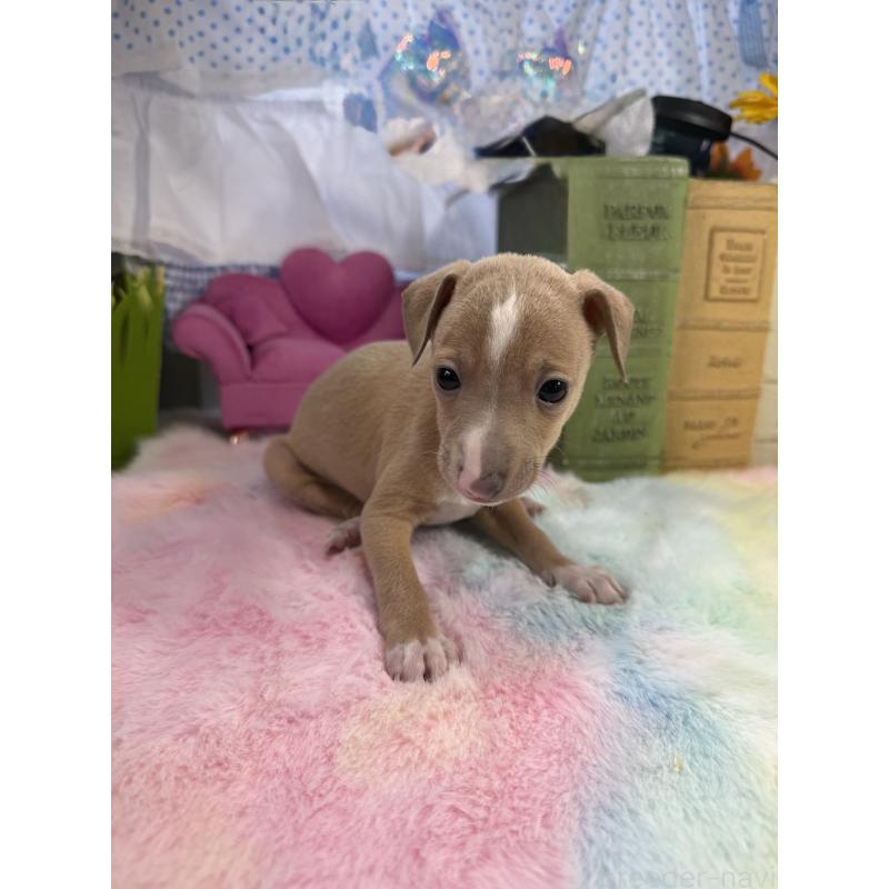 販売中の宮崎県のイタリアングレーハウンド(イタグレ)-448616の2枚目