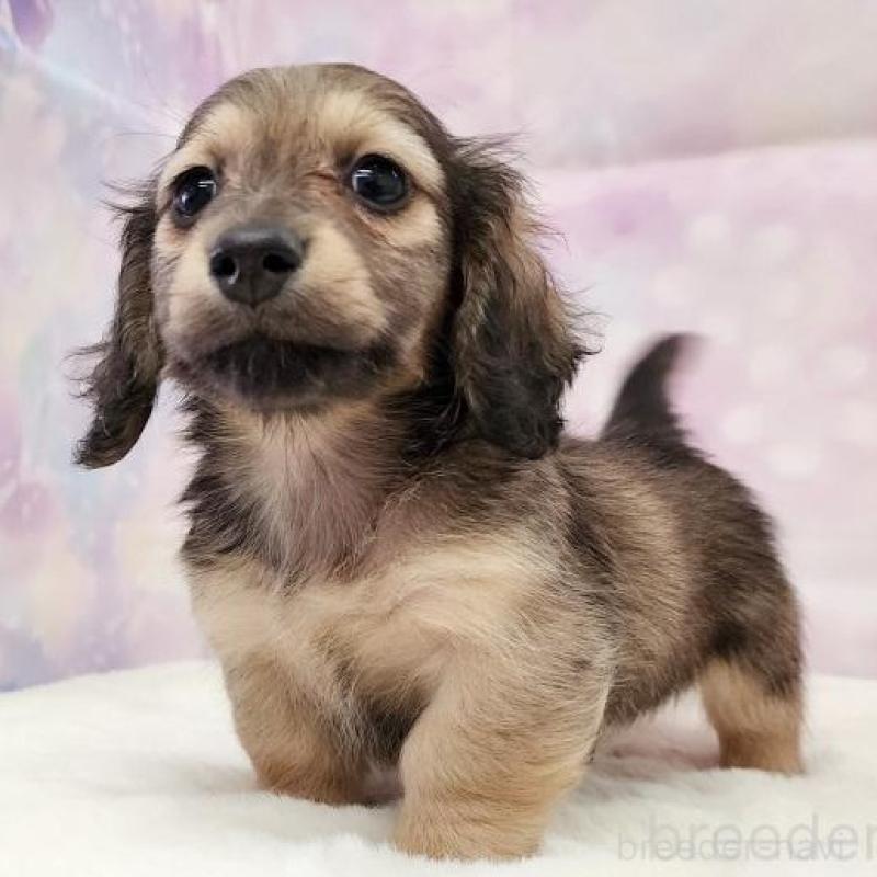 販売中の大阪府のミニチュアダックスフンド(ロングヘアード)-445625