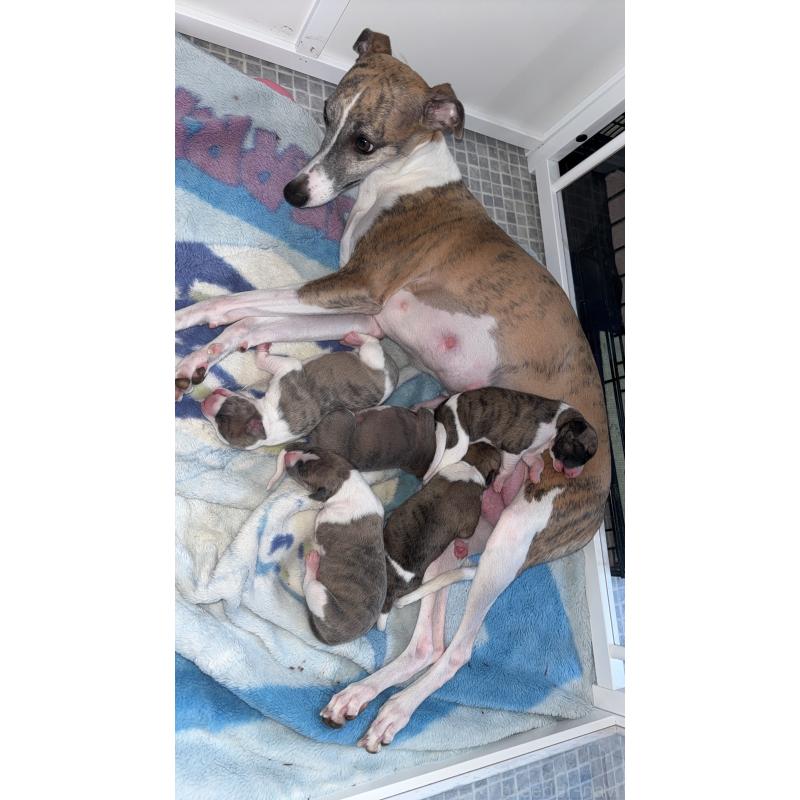 KOHOLAちゃん1枚目