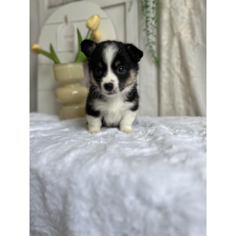 販売中の愛媛県のウェルシュコーギーペンブローク-448617の8枚目