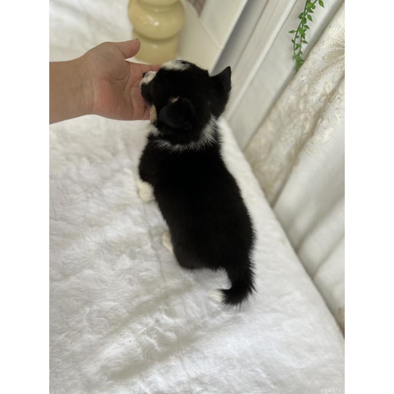 販売中の愛媛県のウェルシュコーギーペンブローク-448617の7枚目