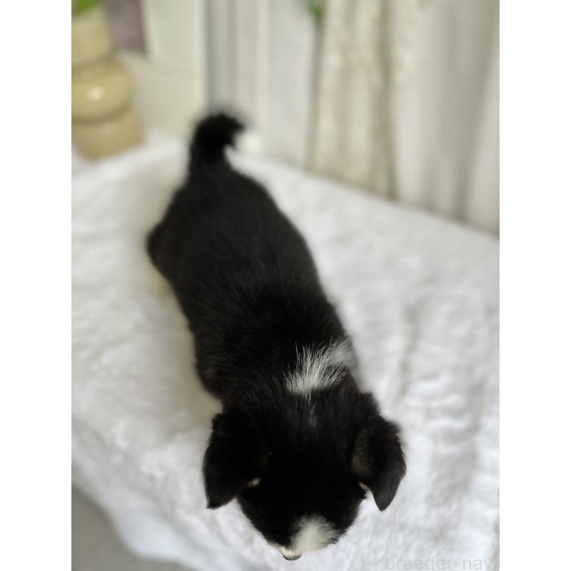 販売中の愛媛県のウェルシュコーギーペンブローク-448617の6枚目