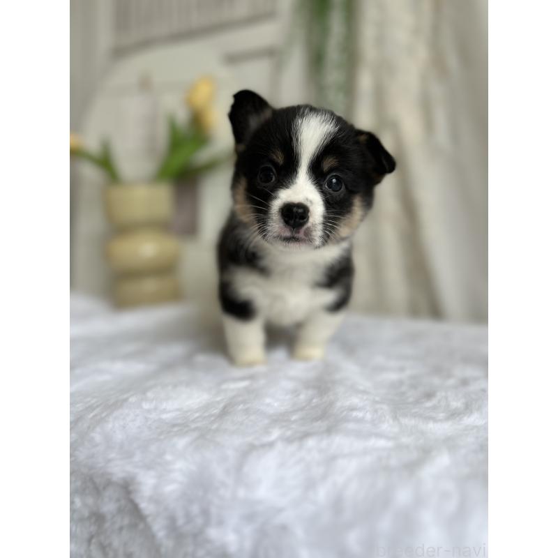 販売中の愛媛県のウェルシュコーギーペンブローク-448617の5枚目