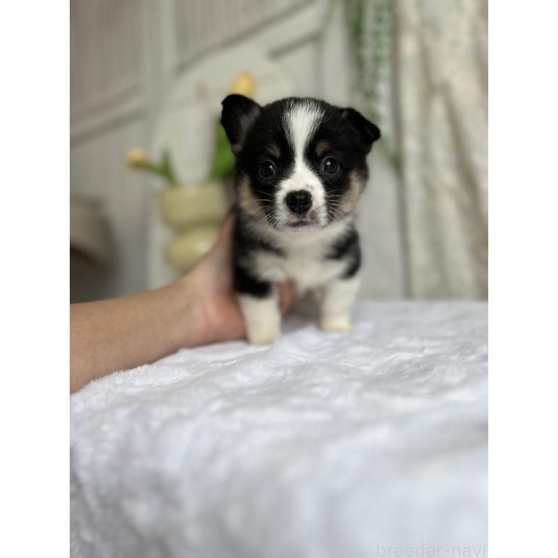 販売中の愛媛県のウェルシュコーギーペンブローク-448617の4枚目